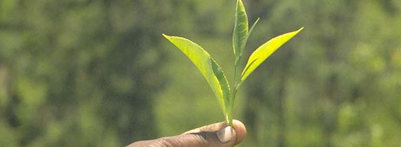 mai-ilam guranse tea industries