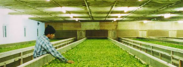 nirvana tea processing & packaging