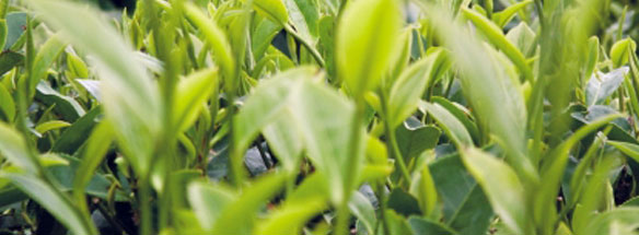 tea industry